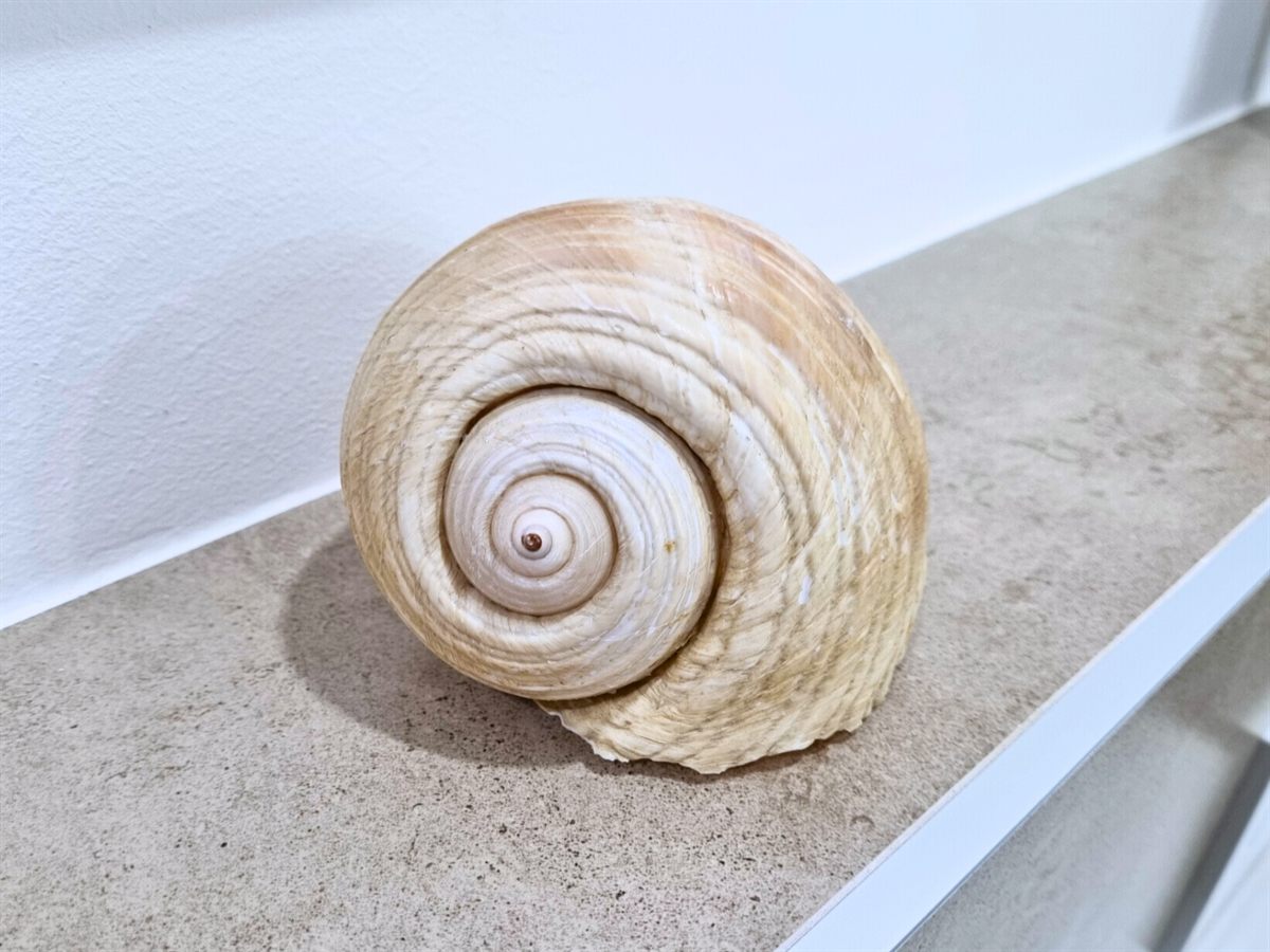 Dekorative Meeresmuschel auf Ablage im Badezimmer, Ferienhaus Biograci
