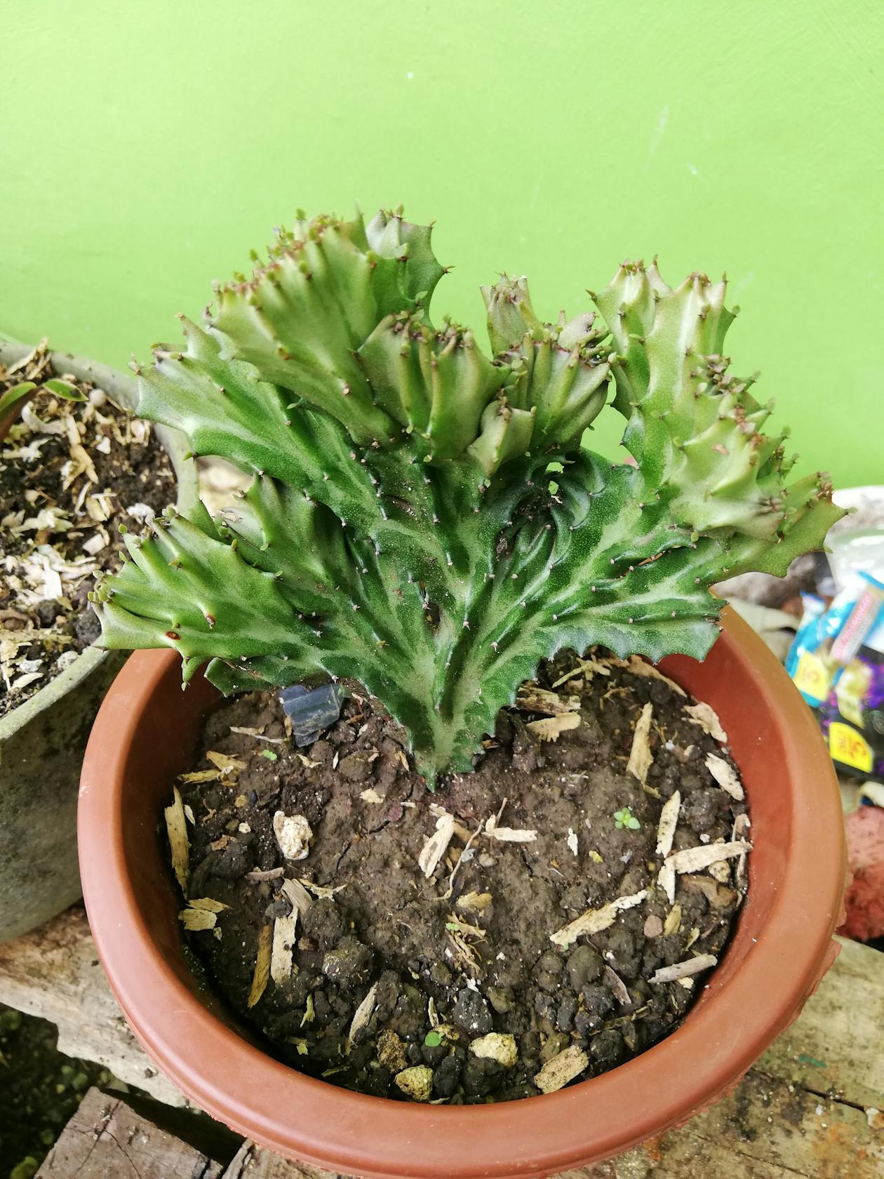 Alte Brücke von Mostar (Stari Most) über dem smaragdgrünen Neretva-Fluss